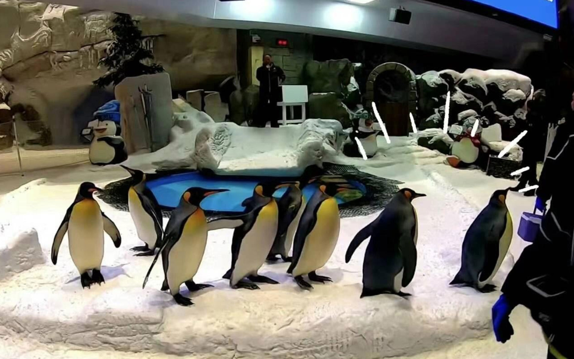Penguin ice activity area featuring a controlled snowy environment for penguin enrichment and visitor experiences.