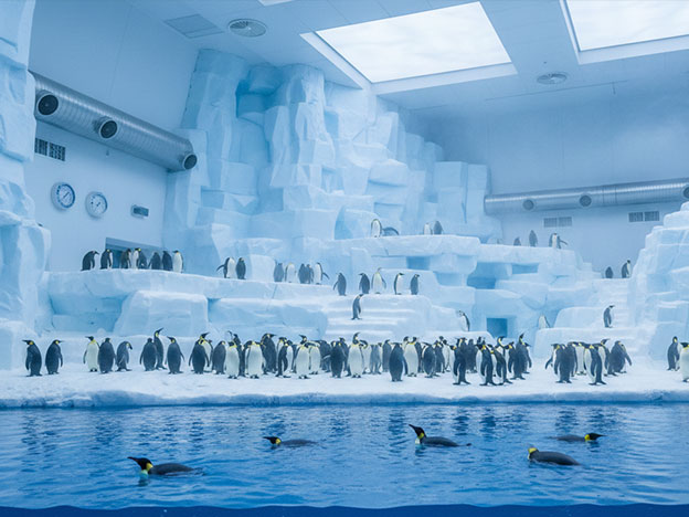 Ocean park featuring snow and ice attractions, themed entertainment experiences, and innovative winter attraction solutions.